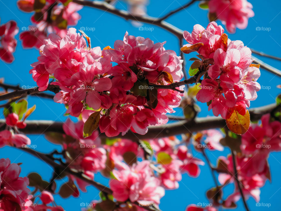 blooming sakura in spring on a sunny day