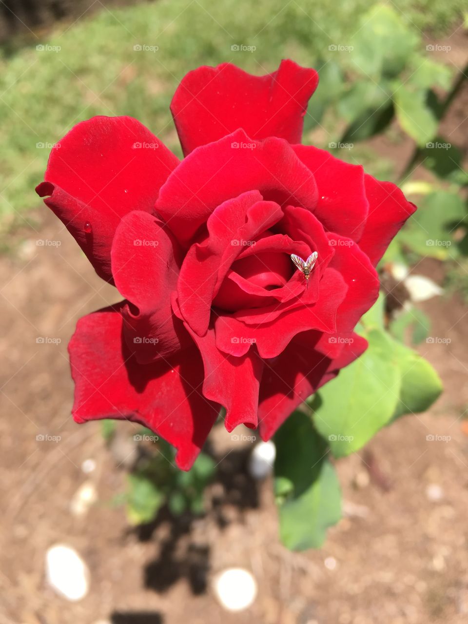 🥀 Fim de #cooper!
Suado, cansado e feliz, curtindo a beleza das #flores - hoje, da #roseira vermelha.
🏁
#corrida
#running
#flowers
#CorujãoDaMadrugada
#alvorada
#flor
#rosa