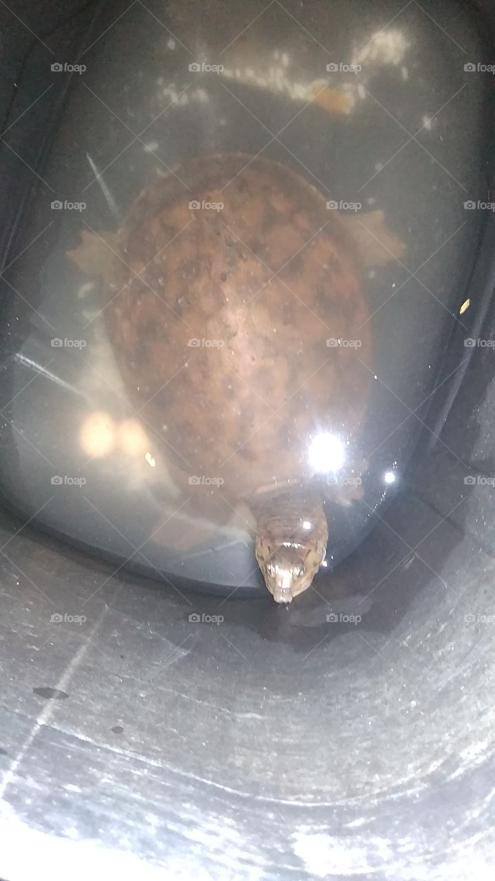 turtle in the bucket