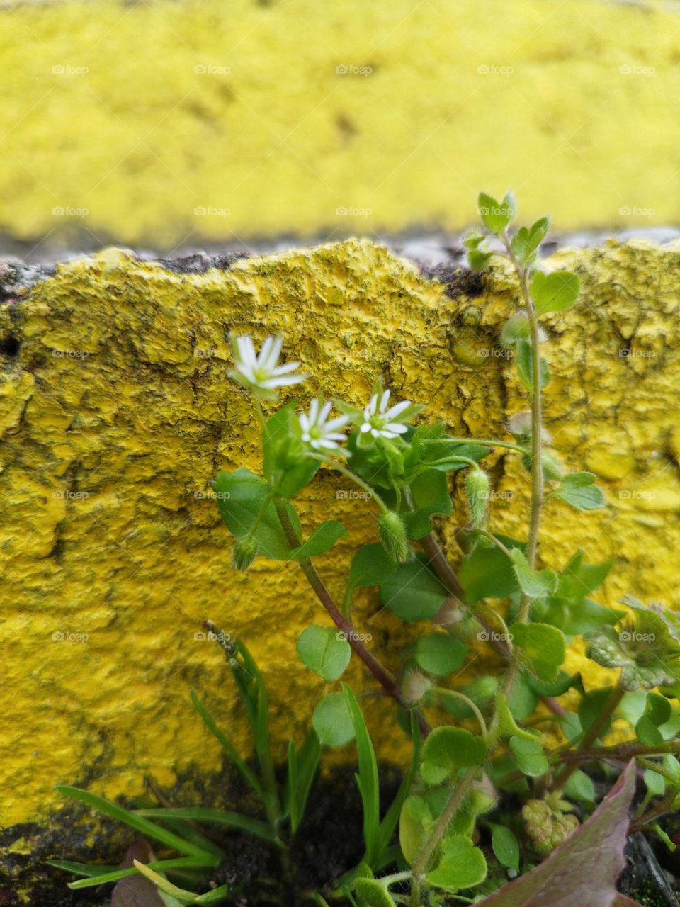 Small white flower against yellow background