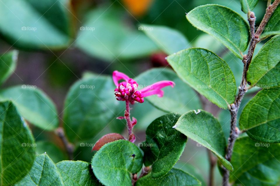 pink flower unfurling