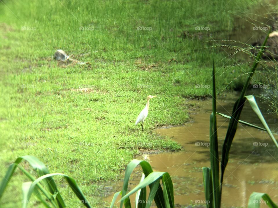 Crane at field