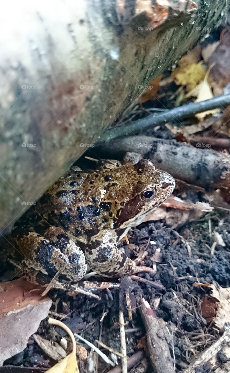 Close-up of a frog