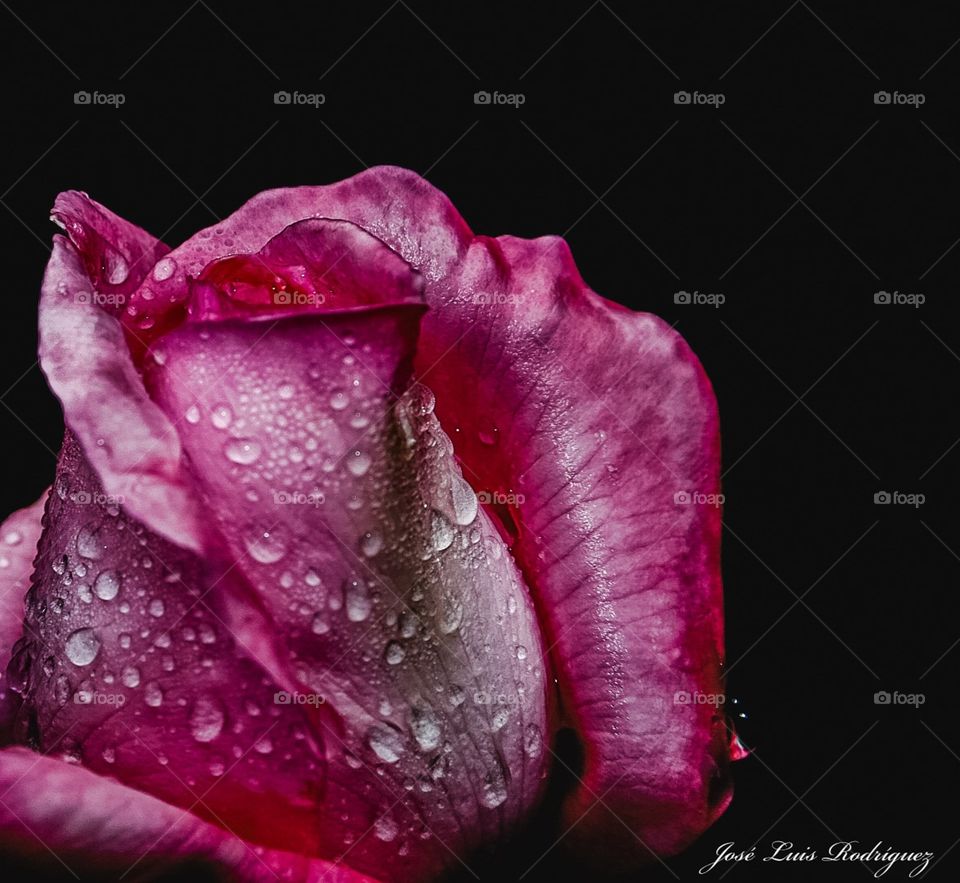 Rosa
Rose