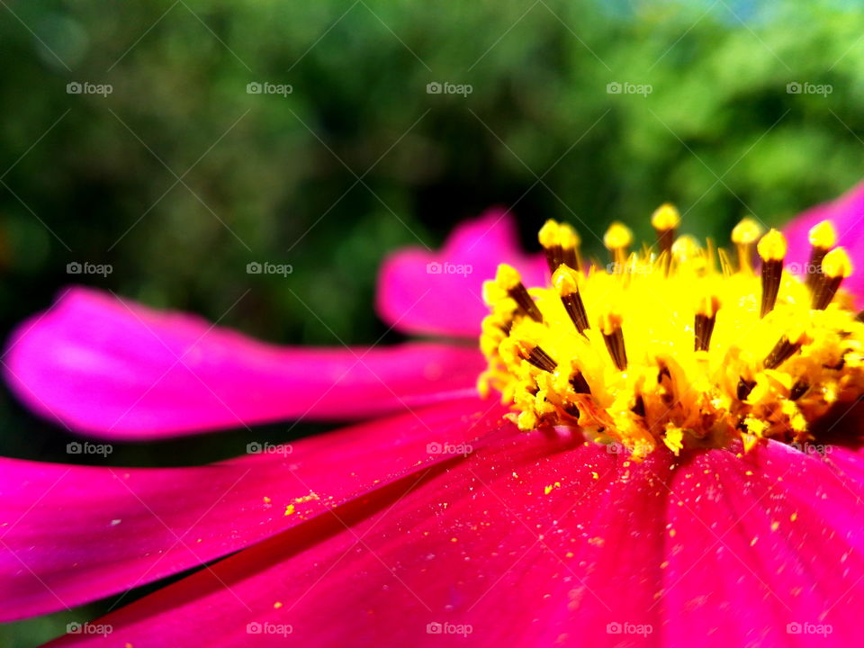 View of flower in outdoors