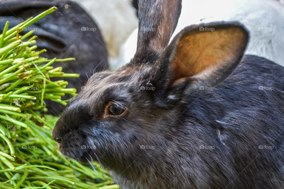 Rabbit