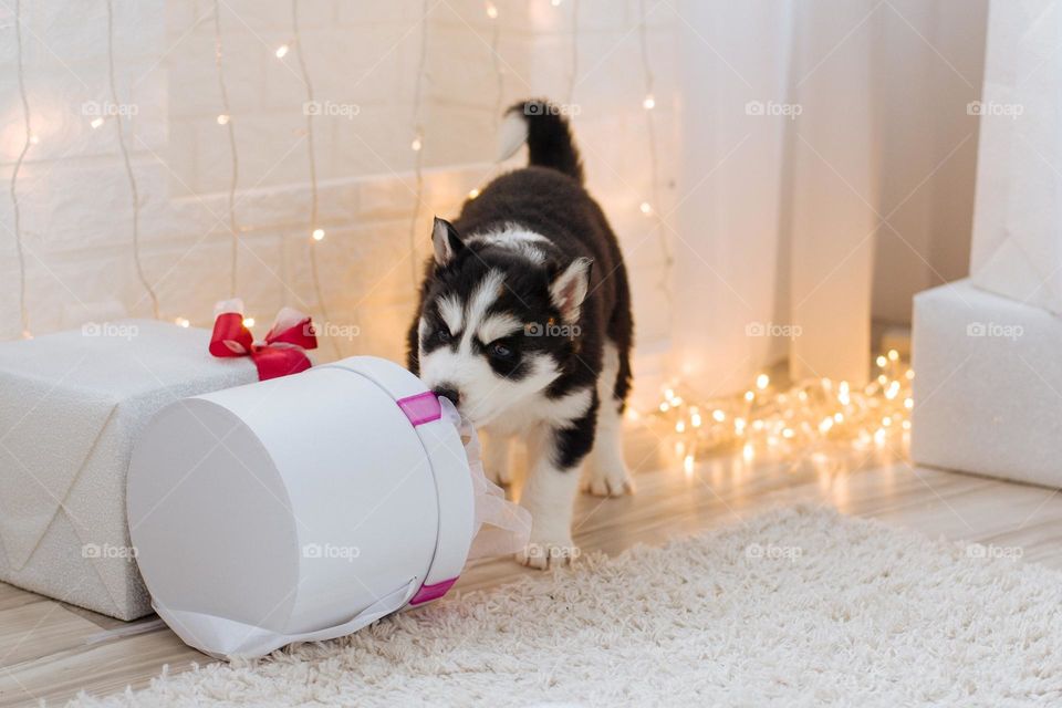 A husky puppy pulls a New Year's gift