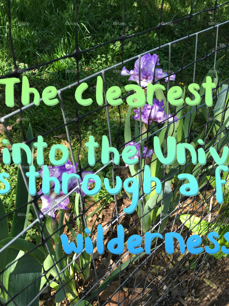 My Irises are blooming one at a time. My small part of the world in color. Stay safe and enjoy!