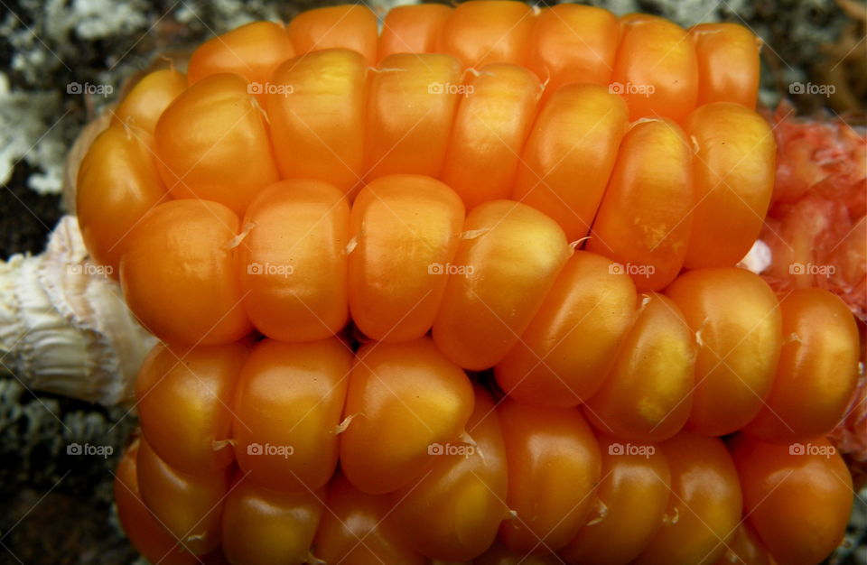 corn