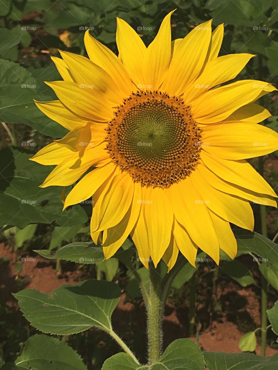 Beautiful sunflower in bloom. 