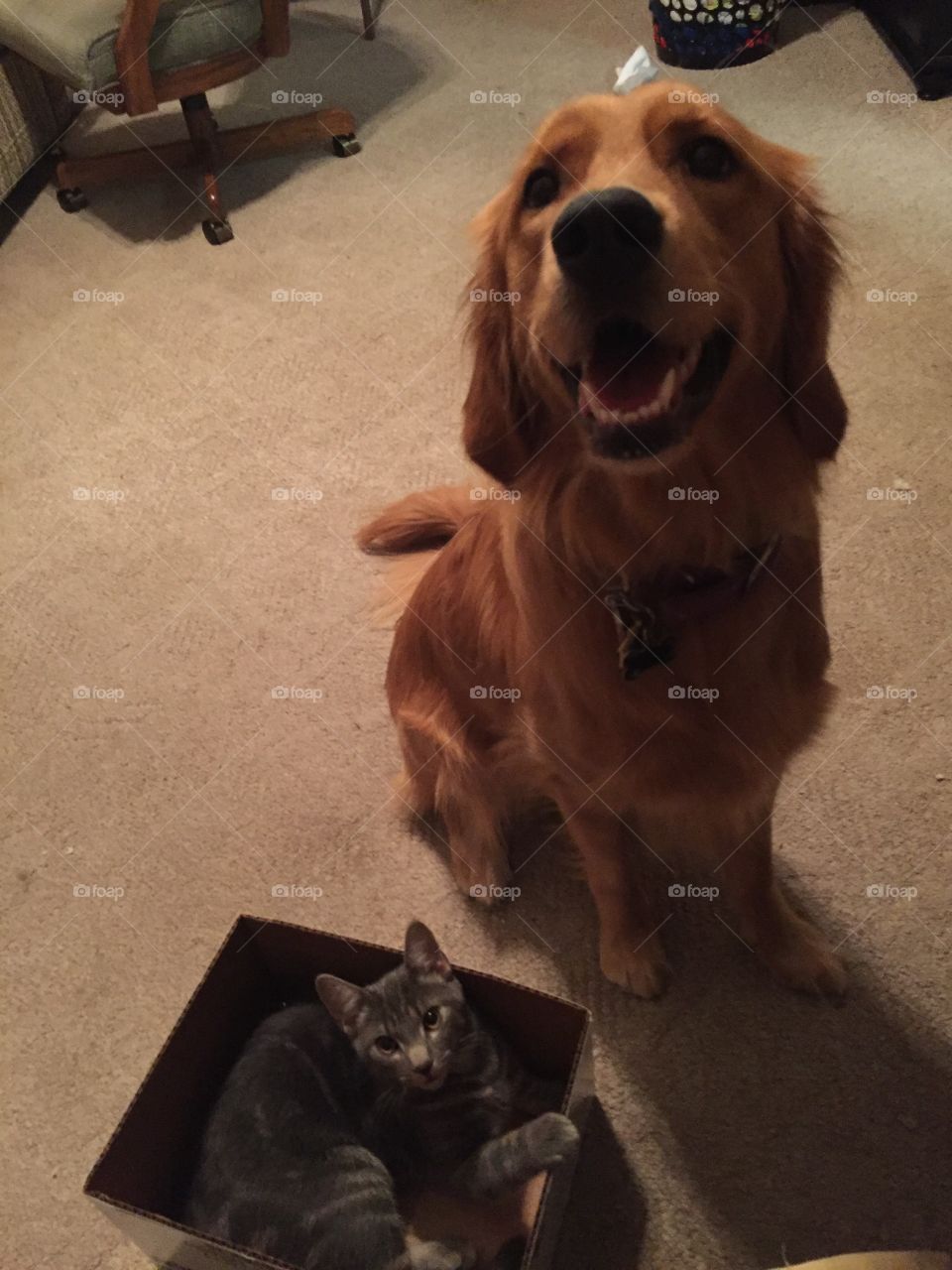 Best friend bond between a cat and dog