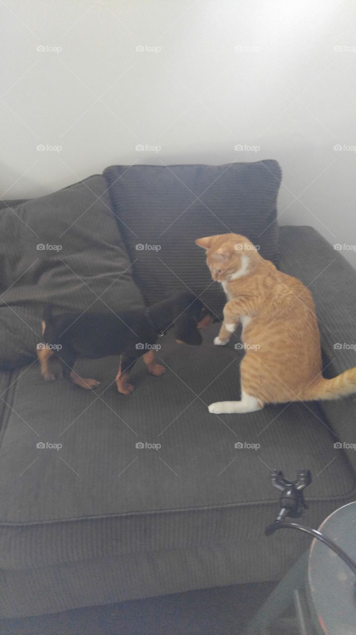 Puppy and cat playing