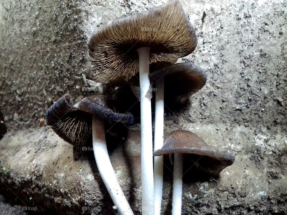 black mushroom