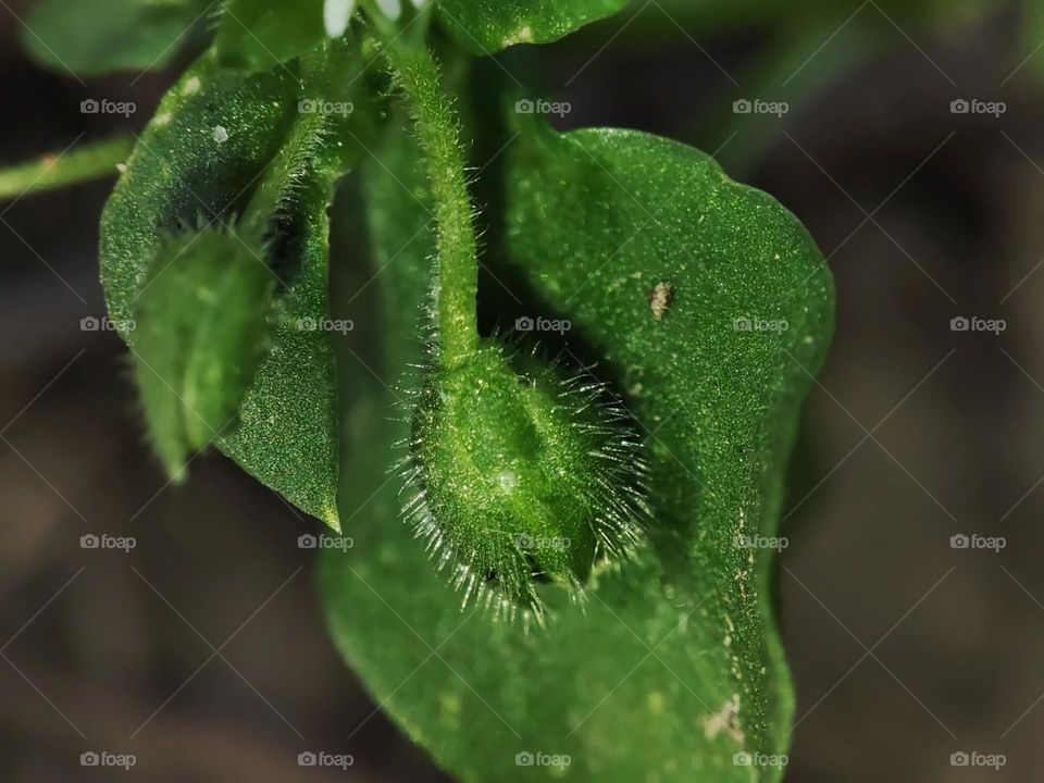 Macro photo of a flower growing in the garden