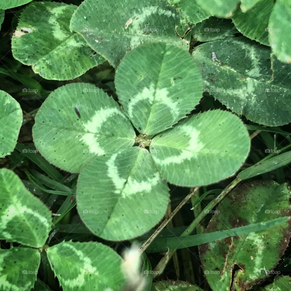 Closeup of four leaf clover