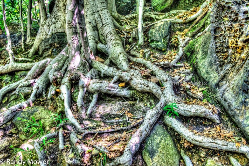 Nature, Tree, Wood, Desktop, Flora