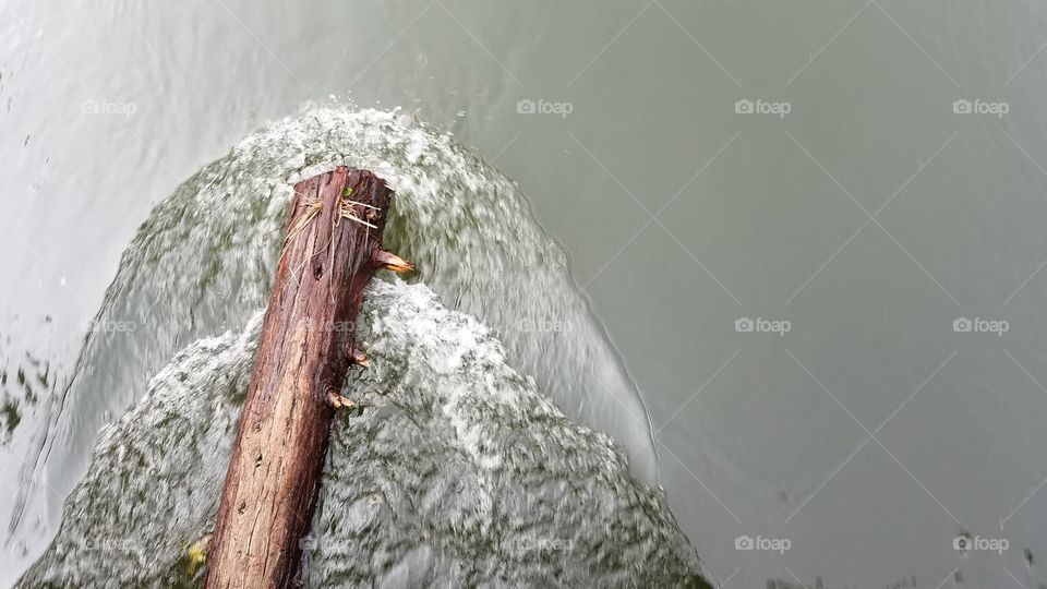 Tree log in the river