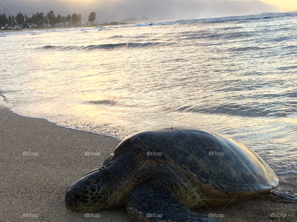 Sea turtle on a beach in Hawaii at sunset