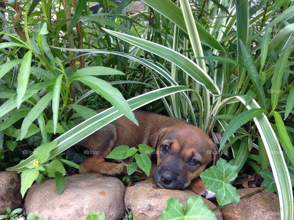 Adorable puppy hiding/resting in grass
