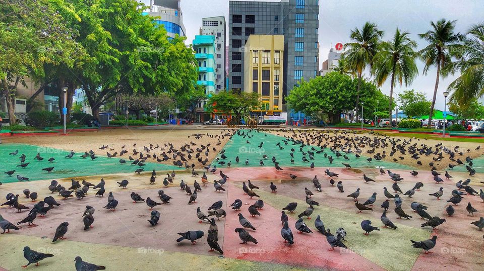 Thousands of pigeon birds in a park in Male, Maldives