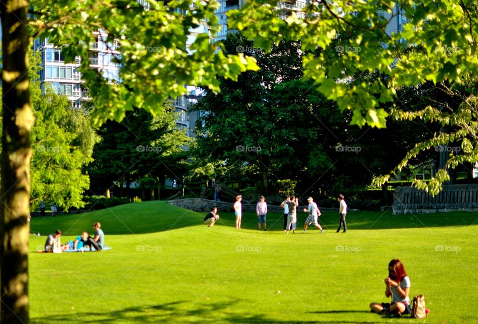 A sunny day at the park brings out the green grass and green leaves in the middle of summer. 