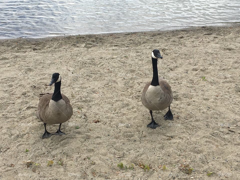 Geese 