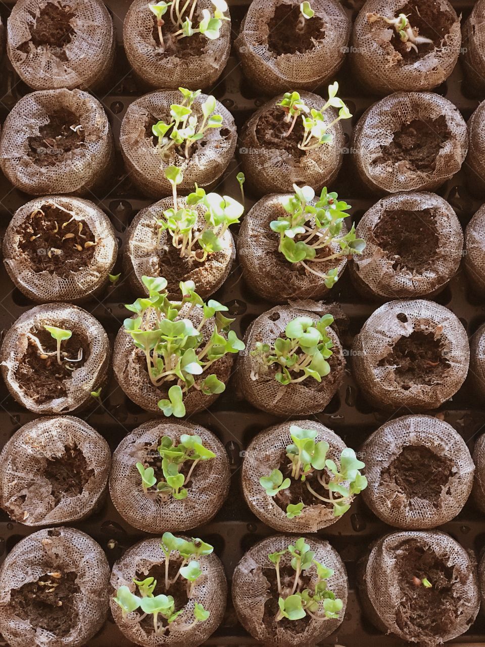 Vegetable seedlings 