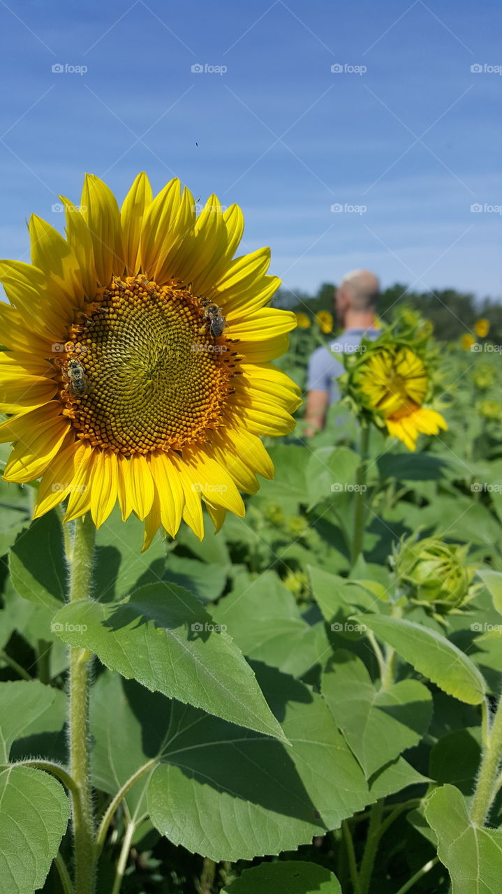 dance the bee bee bee