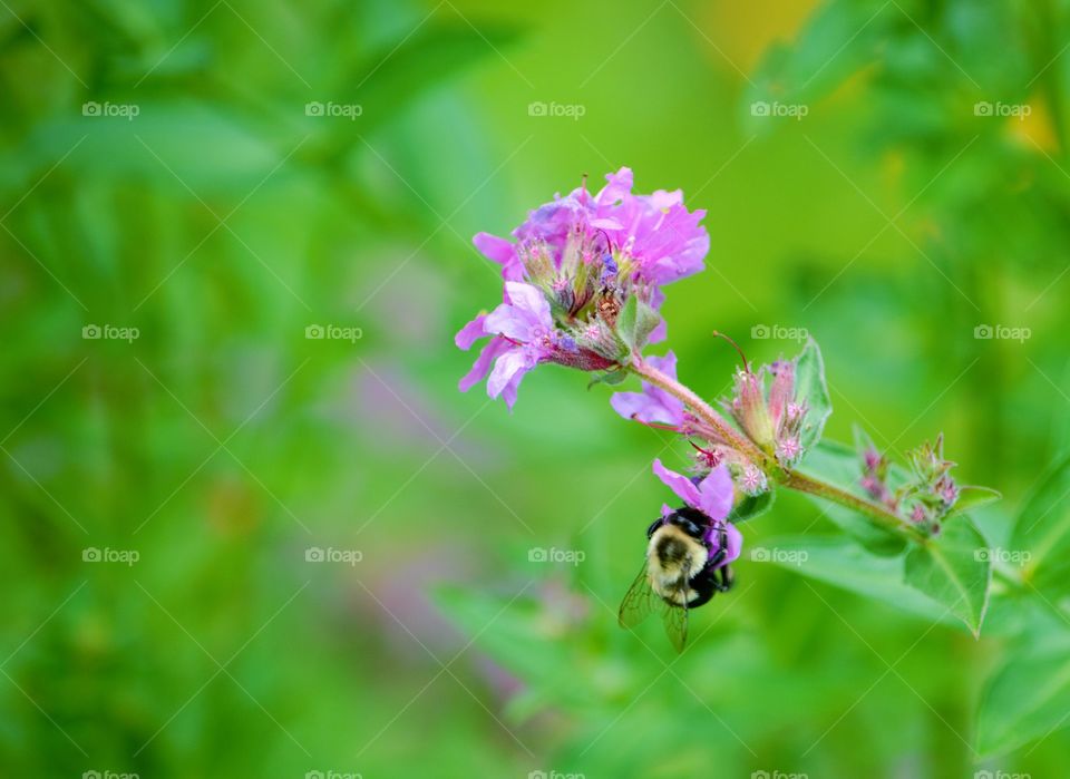 Bumble Bee, Sandown, NH