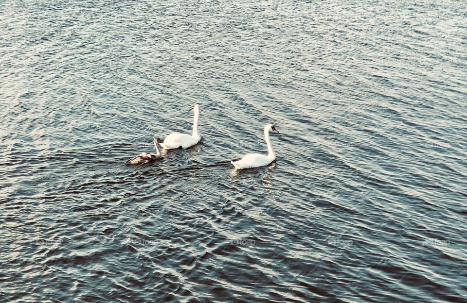 Swan family 
