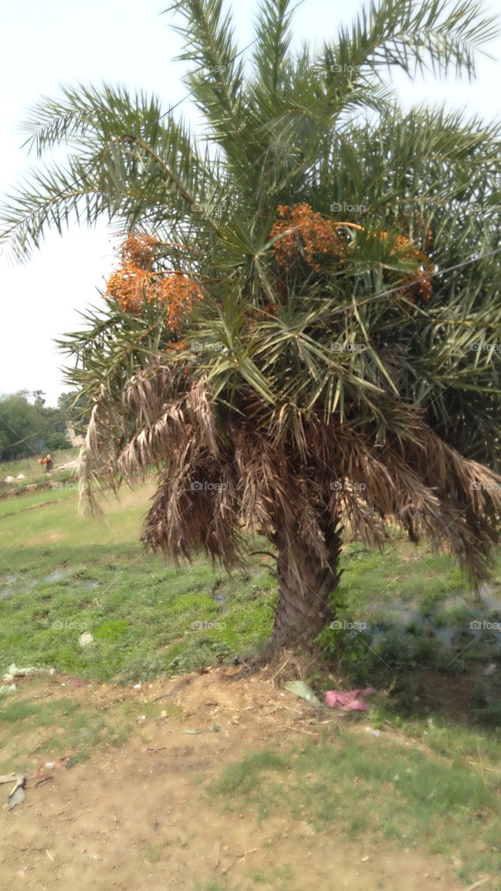 Chakia Chandauli UP India Nice Tree