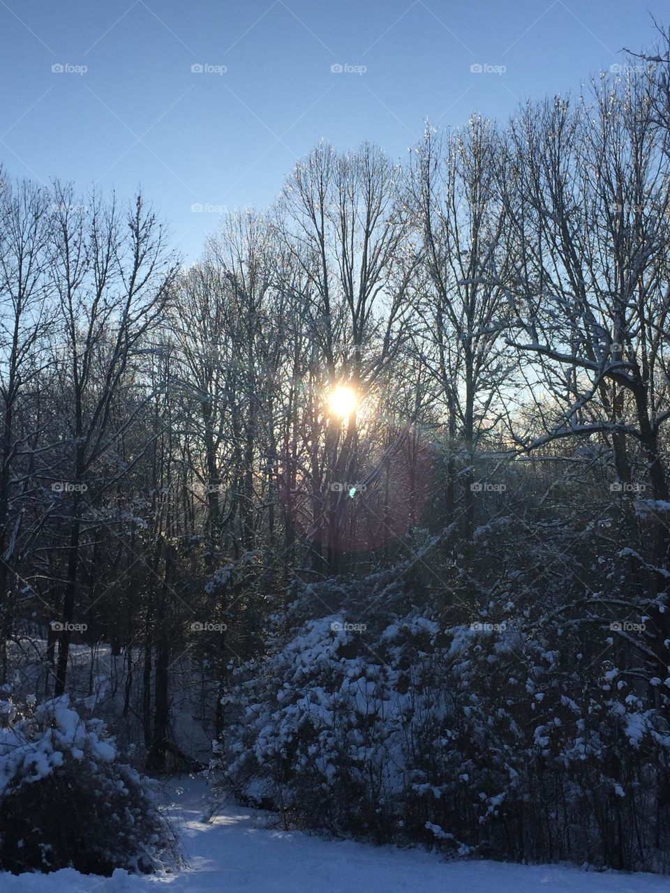 Wintry scene with sun in trees