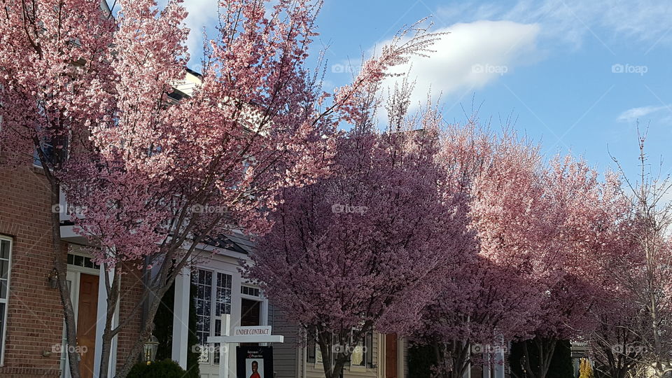 Northern Virginia Cherry Blossoms
