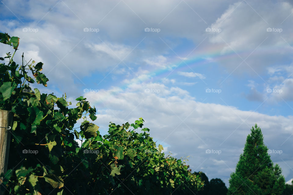 Vineyards 