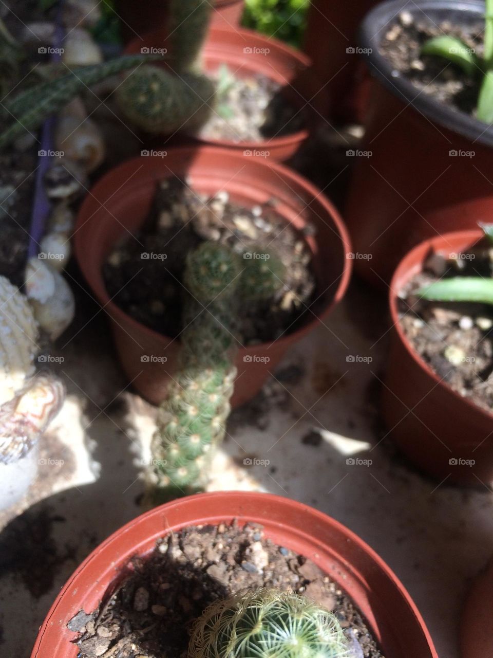 Cactus 