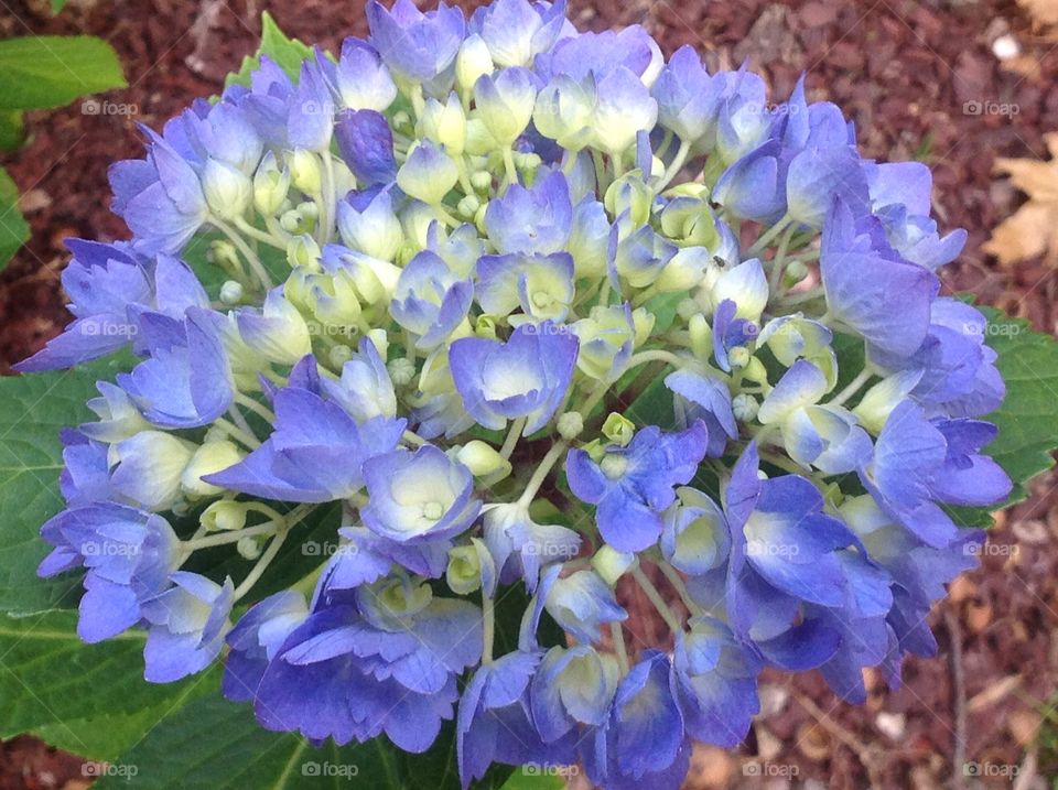 Beautiful hydrangea.