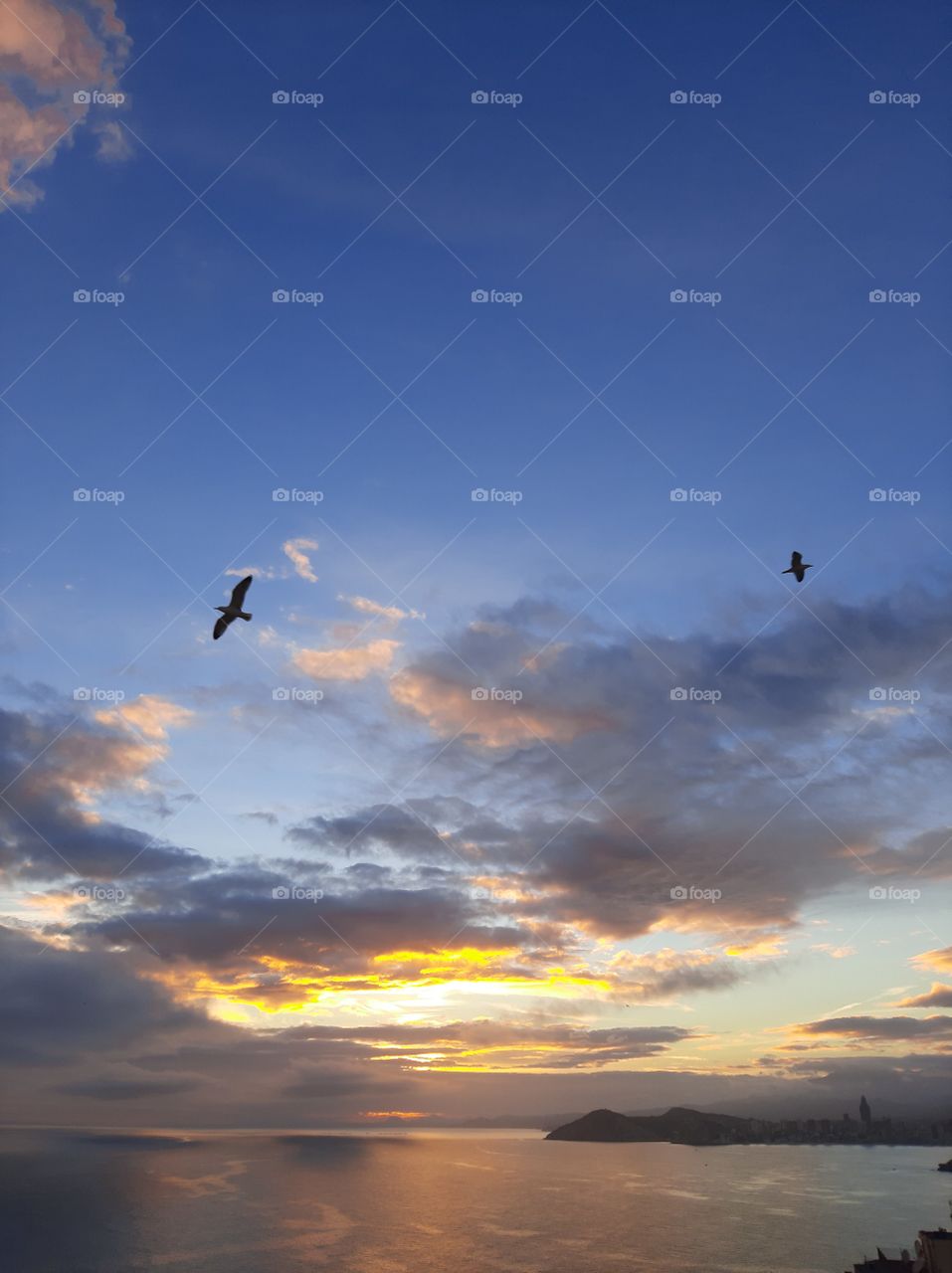 two seagulls against on sunset