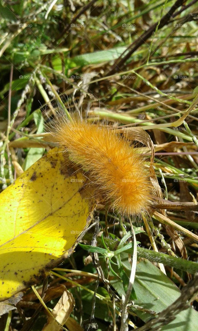 Caterpillar