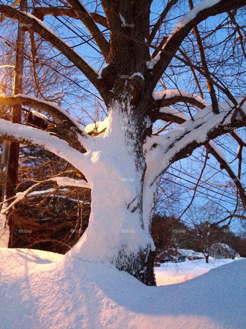 Tree Surviving 7 Foot Snowstorm 
