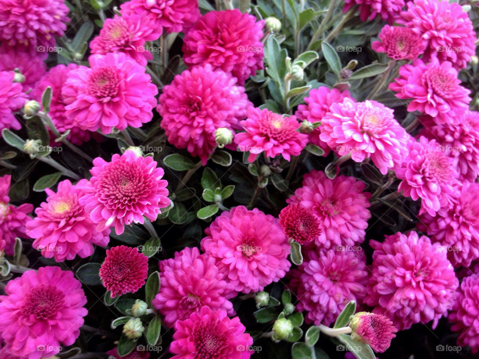 purple october fall autumn by vickikl3