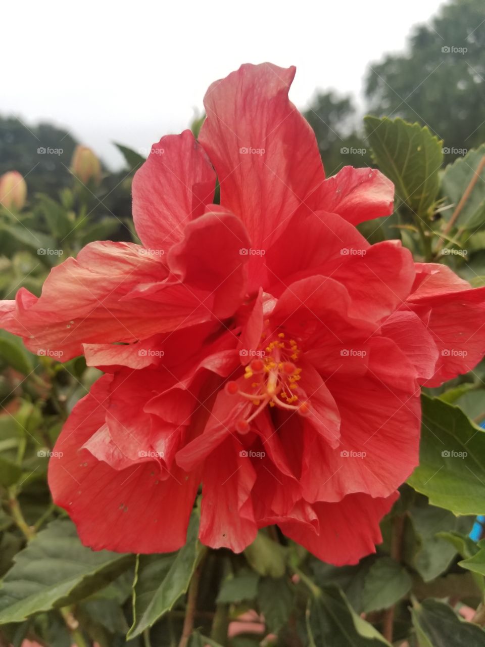 flowers hibiscus nature red