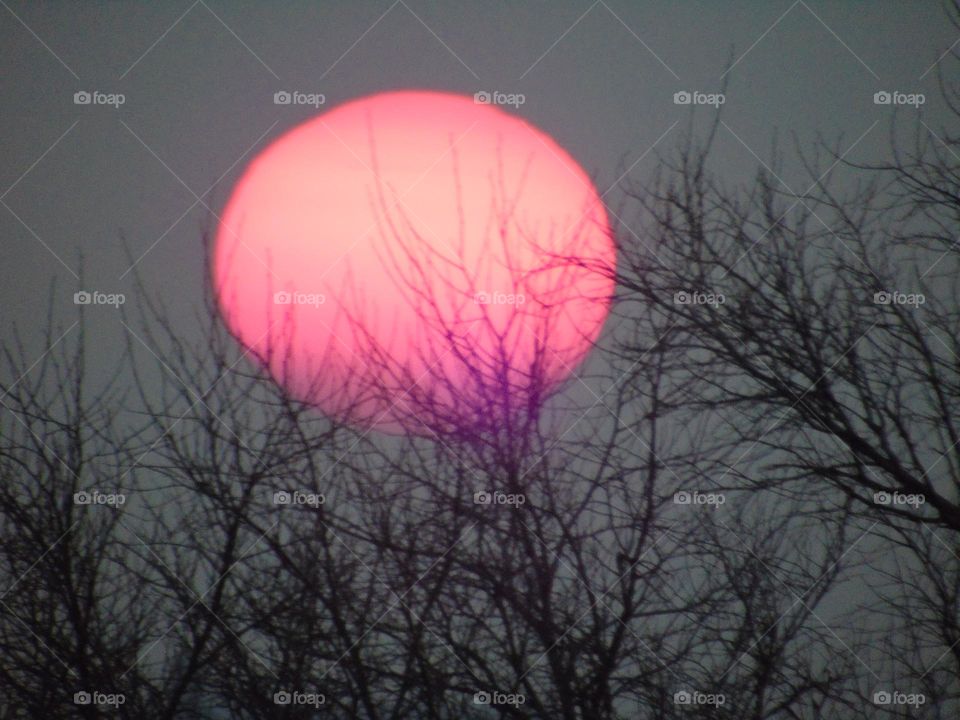 A deep sunset between of the branches