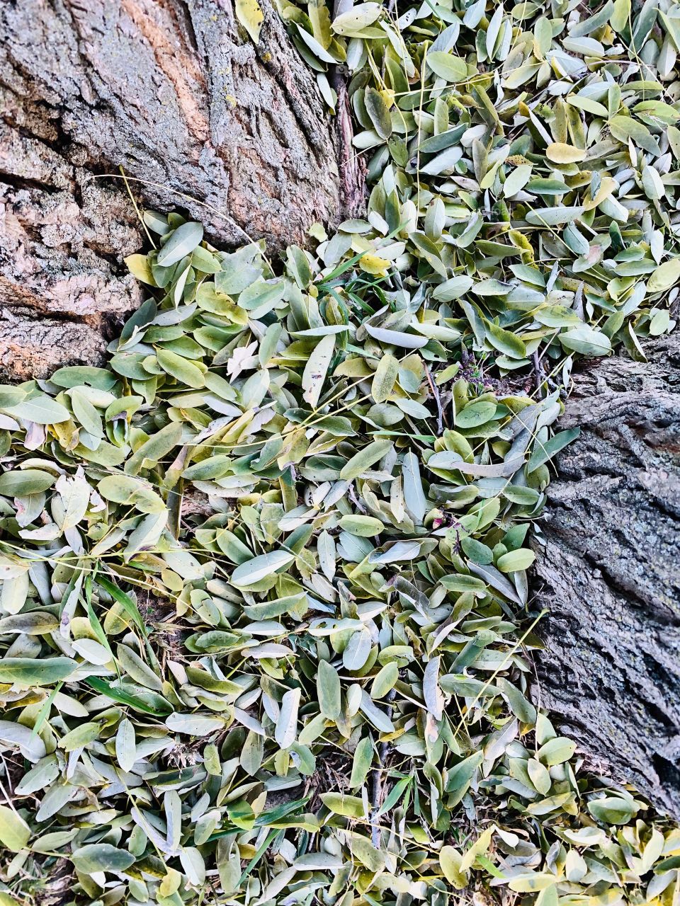 Overhead view of small, green leaves covering the ground at the base of tree trunks 