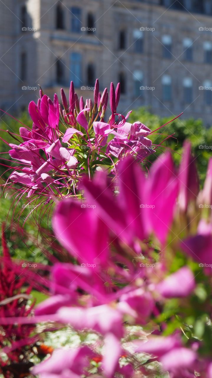 Flowers and vintage architecture 