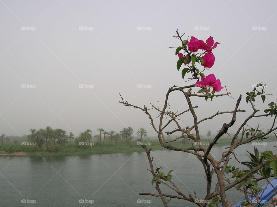 Mist on the Nile River