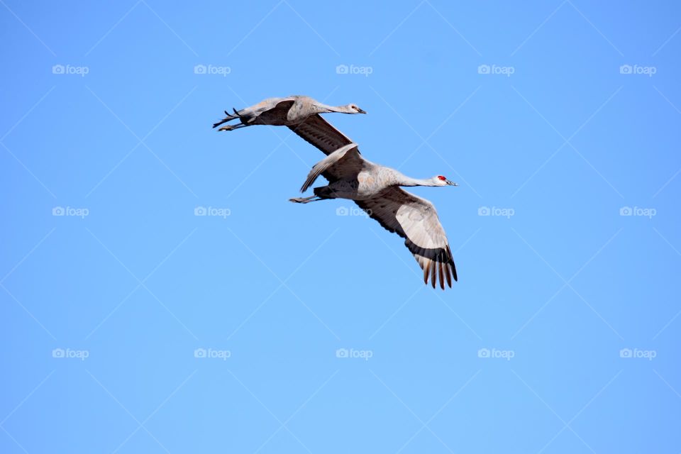 Sandhill cranes in flight 