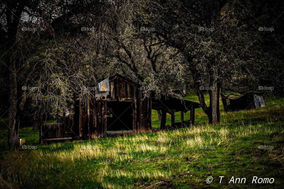Beautiful abandoned shack.  Definitely an eye catcher