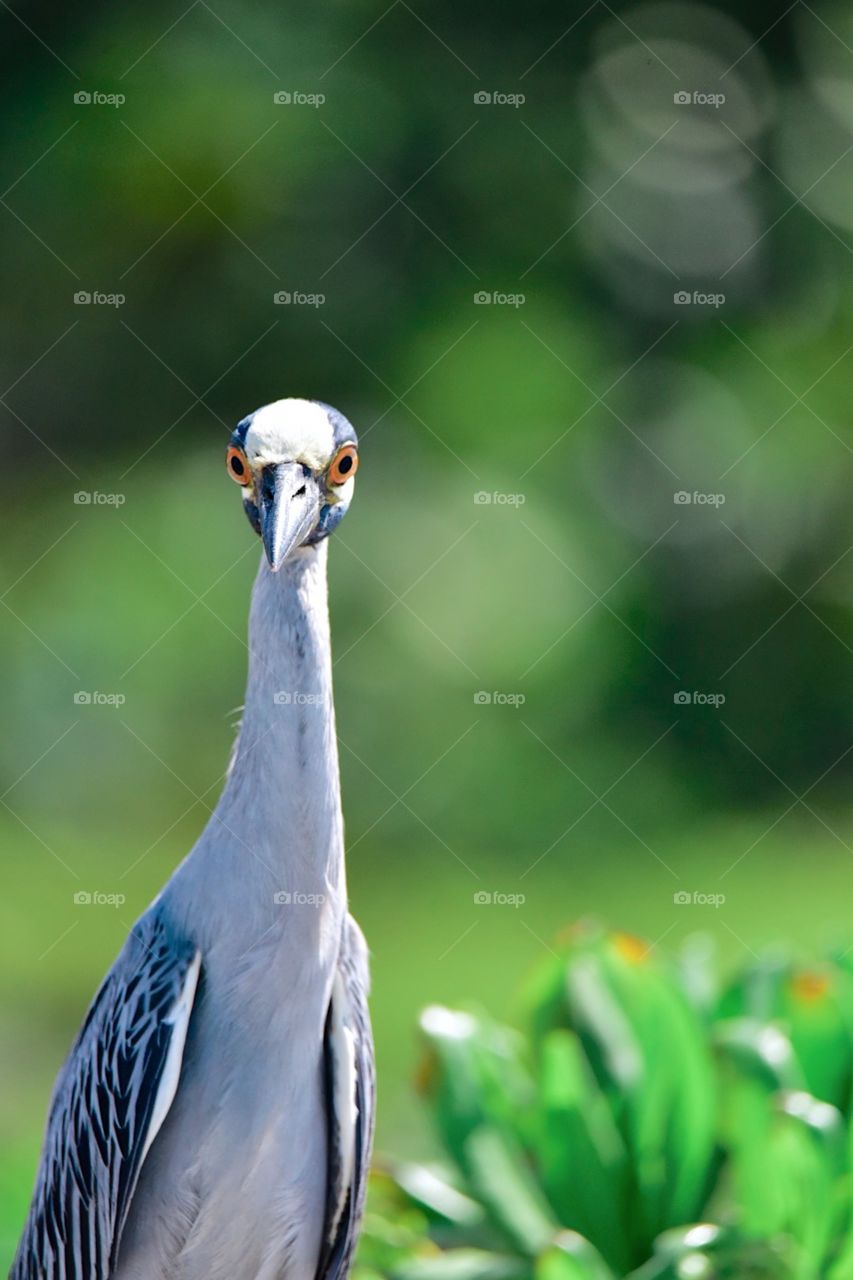 Yellow Crowned Night Heron