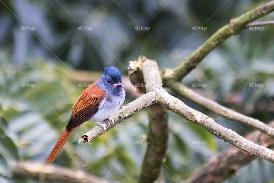 Asian Paradise Flycatcher 