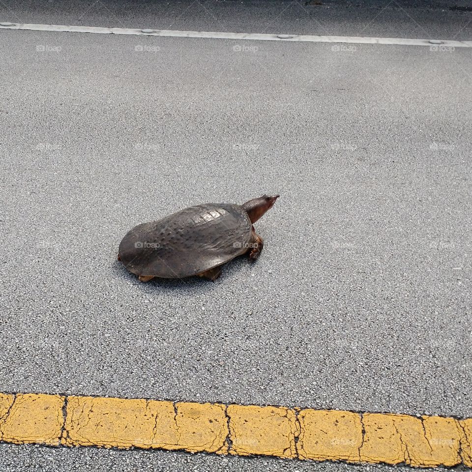 soft shell turtle